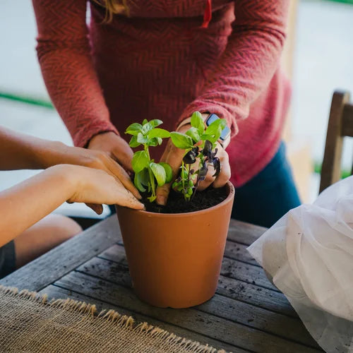 Seasonal Vegetable Garden Kit (Region 4)