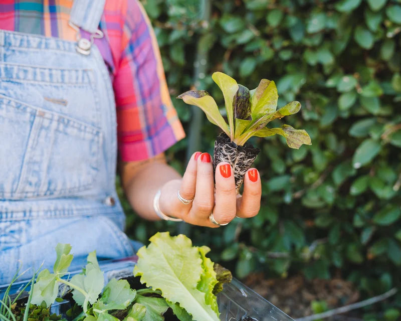 Seasonal Vegetable Garden Kit (Region 4)