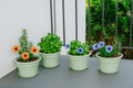 Flower Pot Kit with Plantlings
