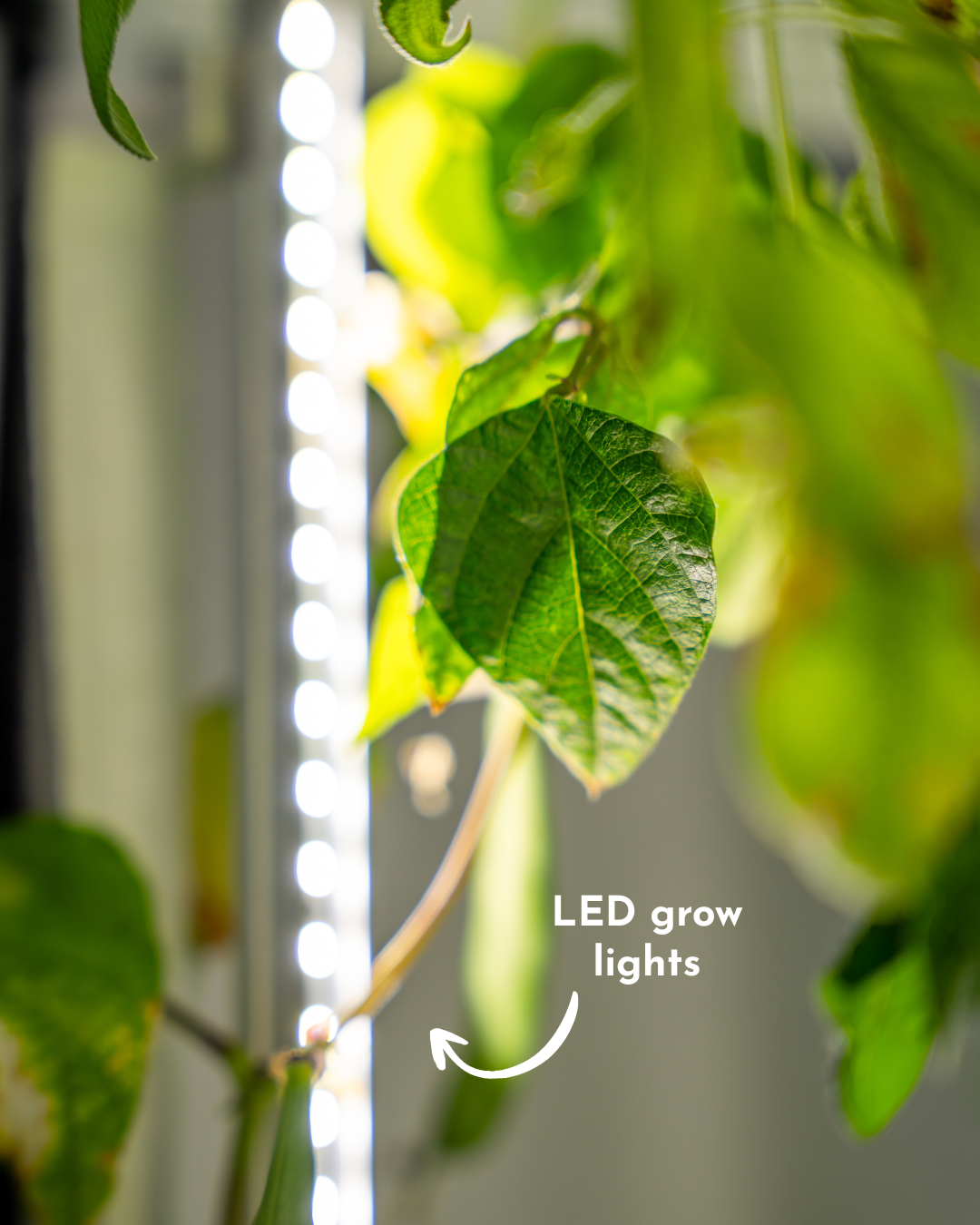 Indoor Hydroponic Tower Kit with Science Curriculum