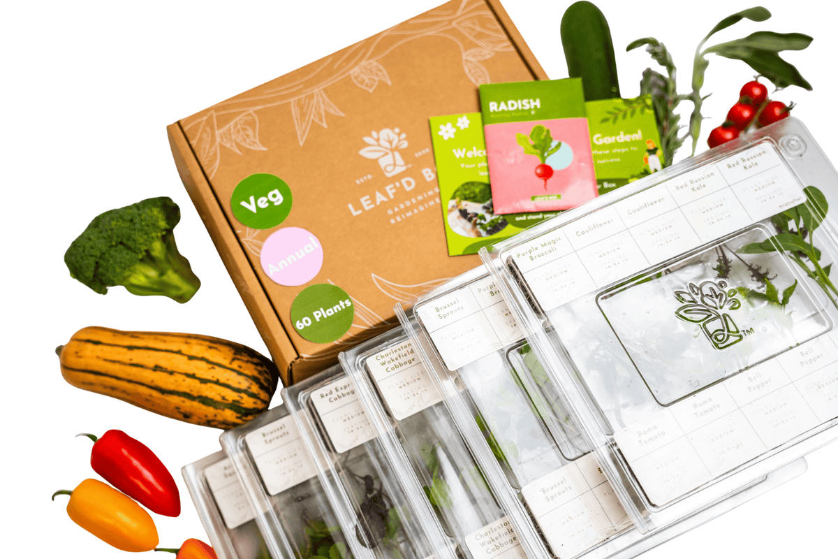 Large Veggie Garden Seasonal Subscription (Region 4)