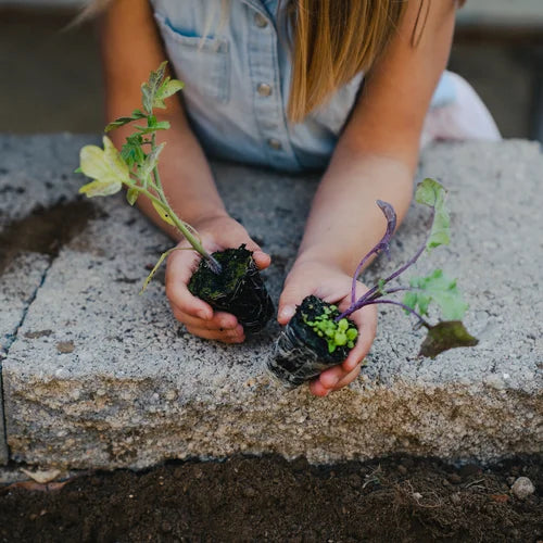 Large Veggie Garden Seasonal Subscription