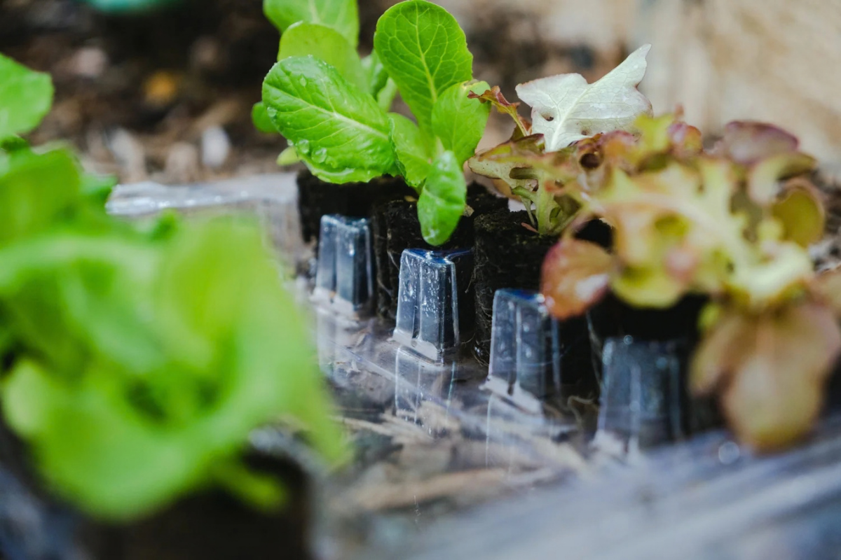 Young lettuce seedlings growing in a clear nursery tray.