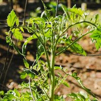 Medium_Veggie_3.webp__PID:e84afc1c-2538-489f-8170-a098e3498f2e