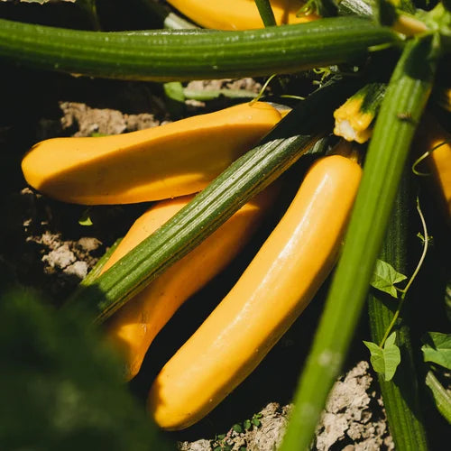 Medium_Veggie_4.webp__PID:1c2538e8-9f01-40a0-98e3-498f2e75f421