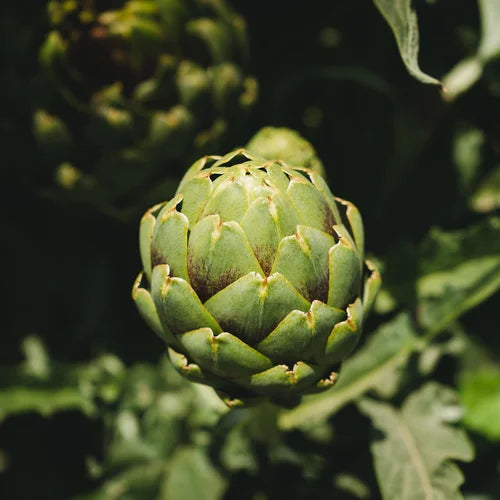 Medium_Veggie_5.webp__PID:4afc1c25-38e8-4f01-b0a0-98e3498f2e75