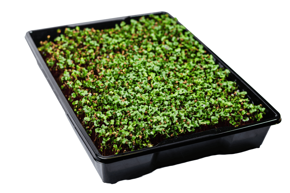 Microgreens Education Kit with Science Curriculum