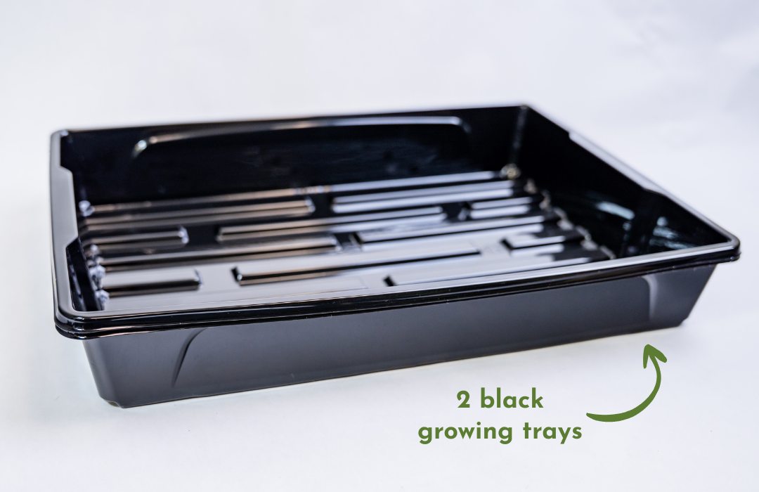 Microgreens Education Kit with Science Curriculum