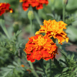 Stackable Planter Plants - Flower & Herb