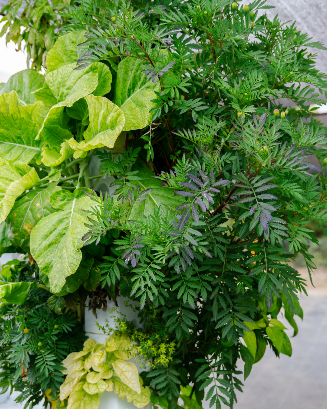 Outdoor Hydroponic Tower Education Kit with Science Curriculum