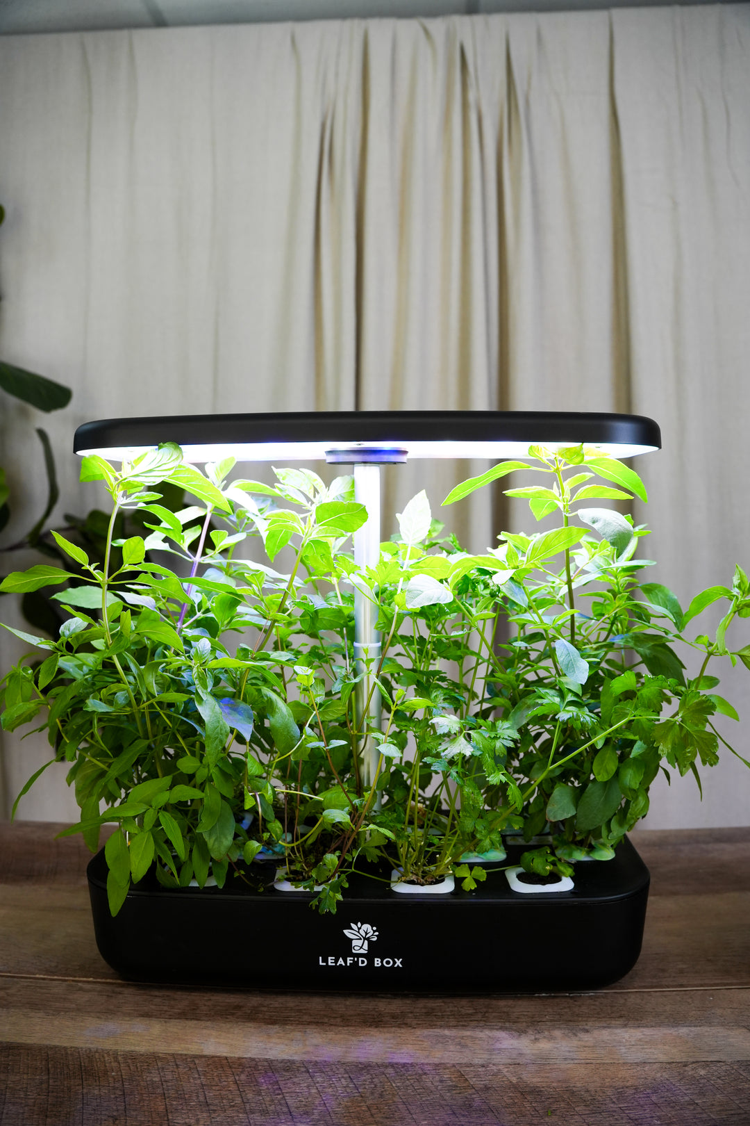 Mini Hydroponic Education Kit