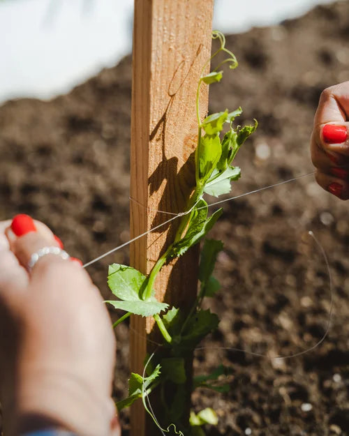 Plant Education Kit (Spring) - Elementary (Region 1)