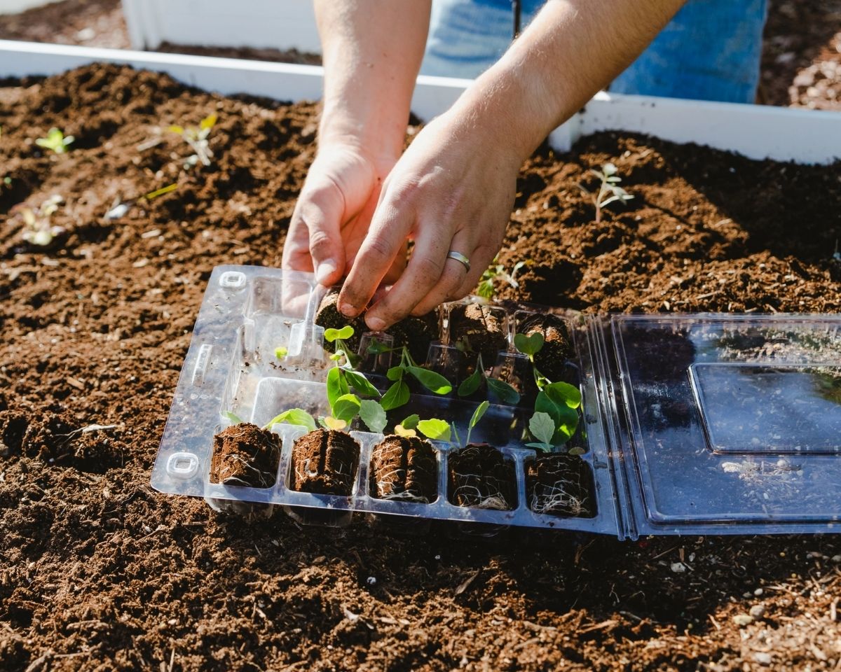 Hands lifting a seedling from a nursery tray beside a prepared garden bed.