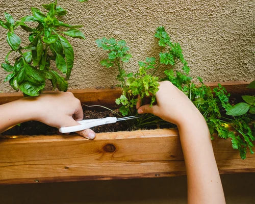Herb Plant Box