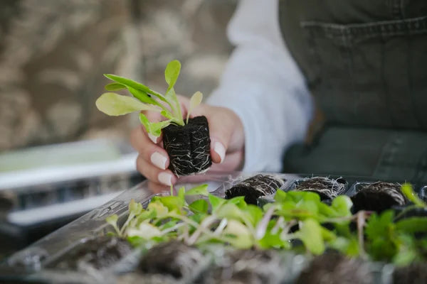 Herb Plant Box