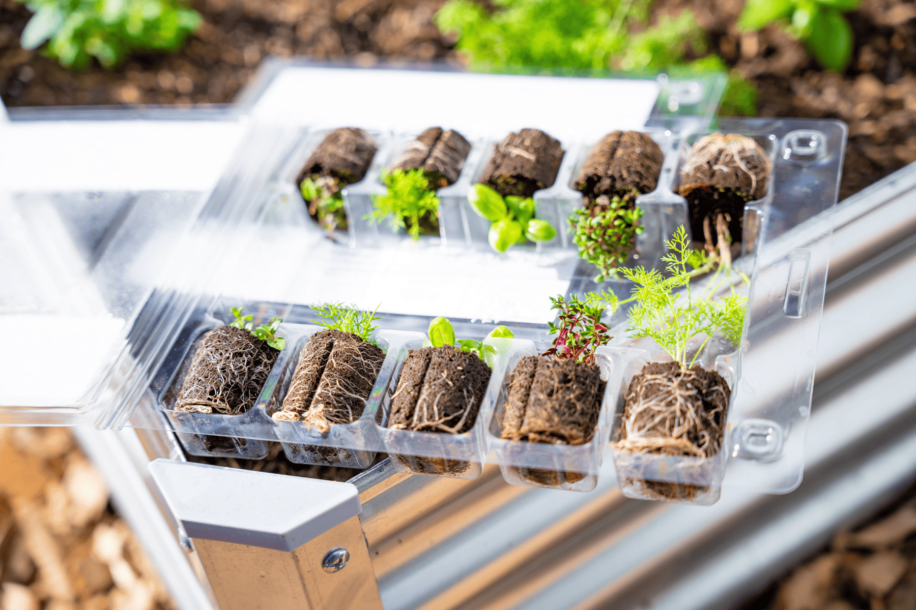 Rectangle Garden Bed with Plantlings