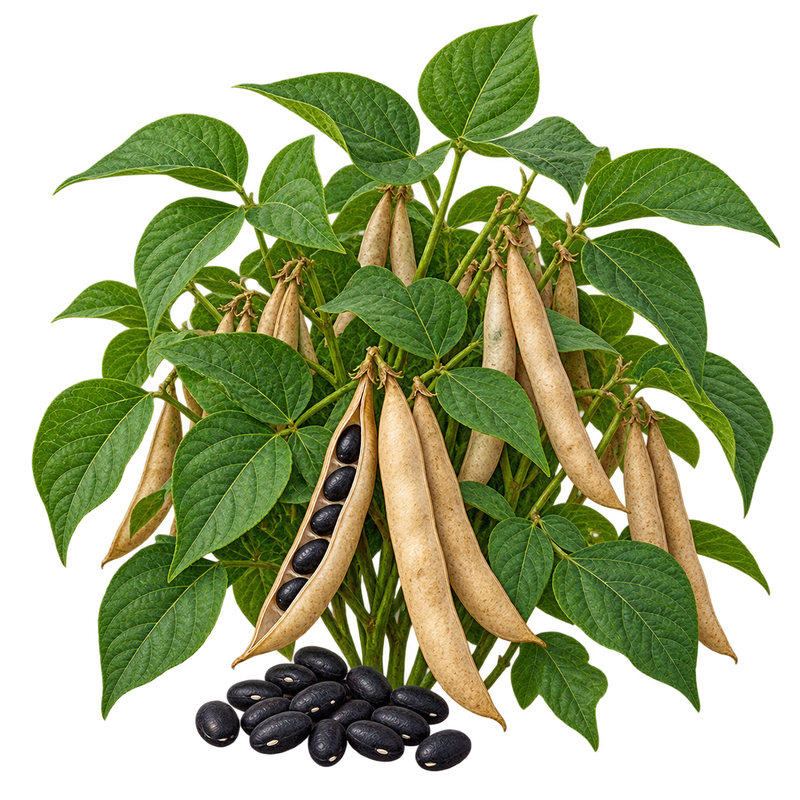Seasonal garden plant