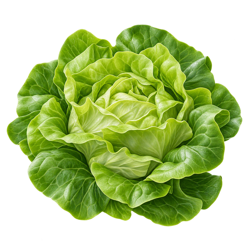 Seasonal garden plant