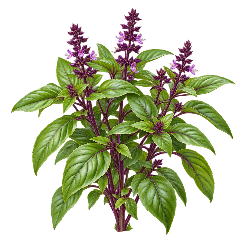 Seasonal garden plant