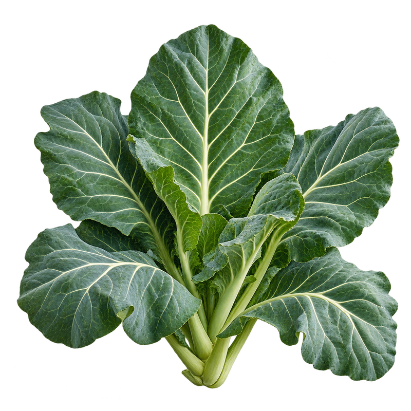 Seasonal garden plant