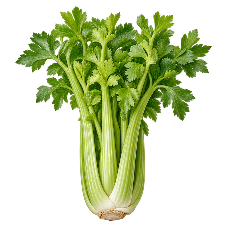 Seasonal garden plant