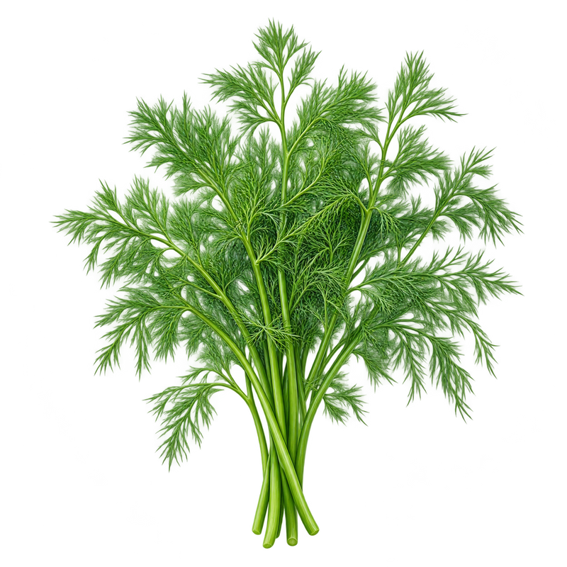 Seasonal garden plant
