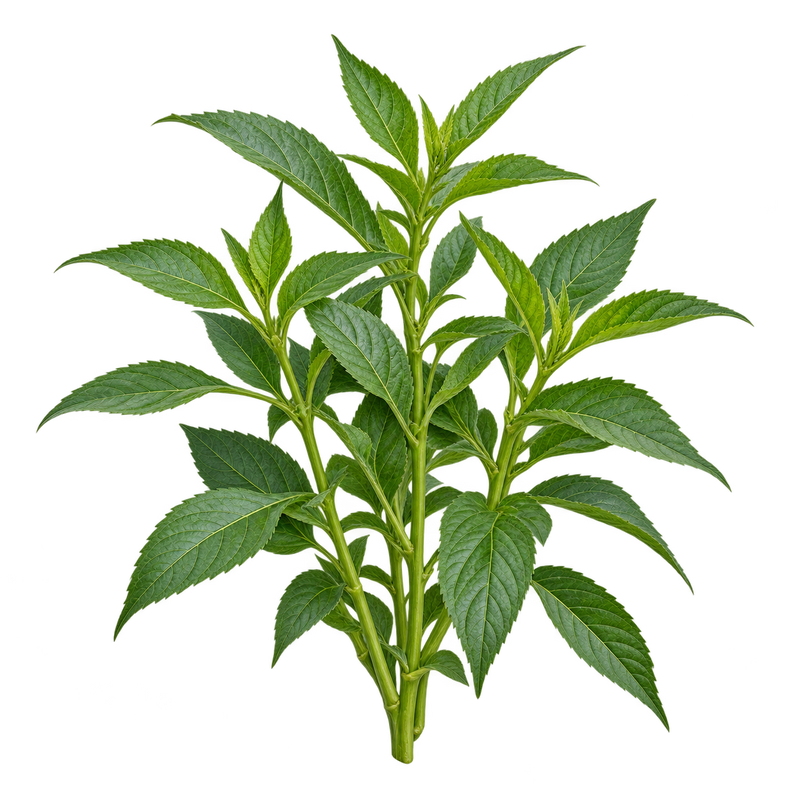 Seasonal garden plant