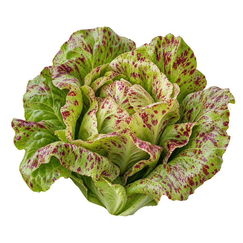 Seasonal garden plant