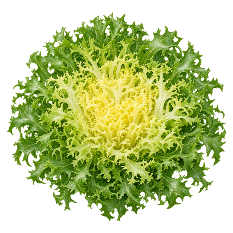 Seasonal garden plant