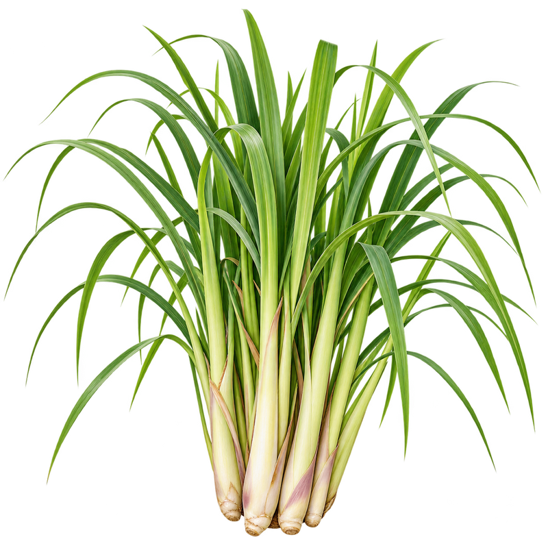 Seasonal garden plant