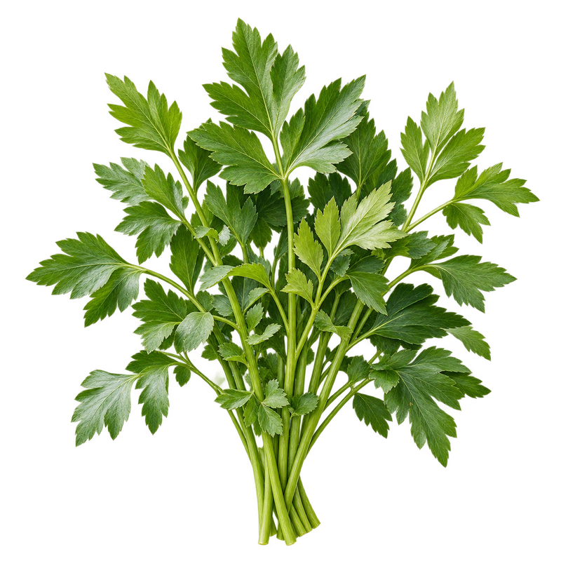 Seasonal garden plant