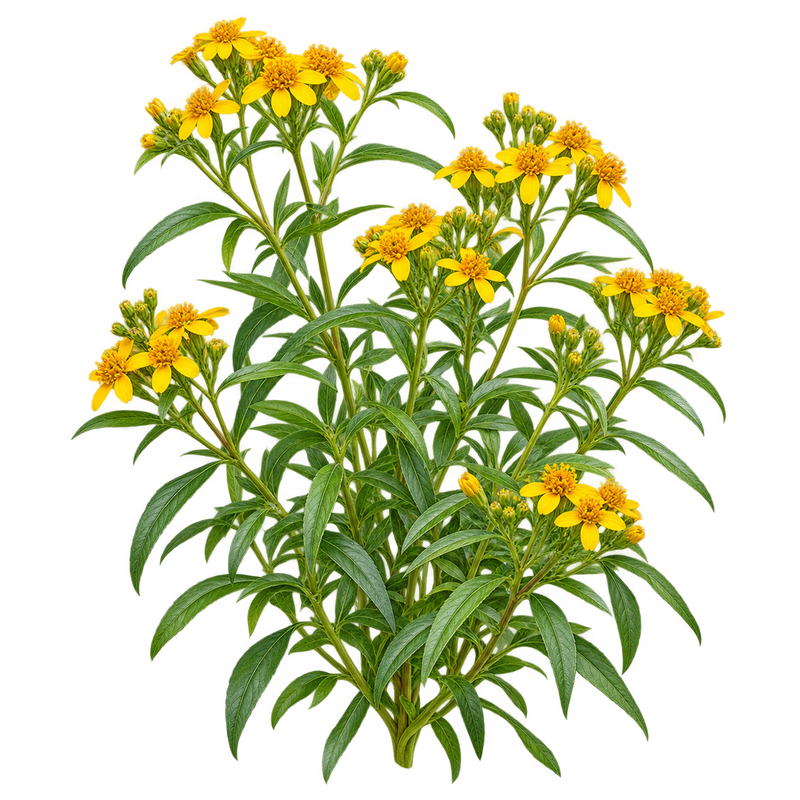 Seasonal garden plant