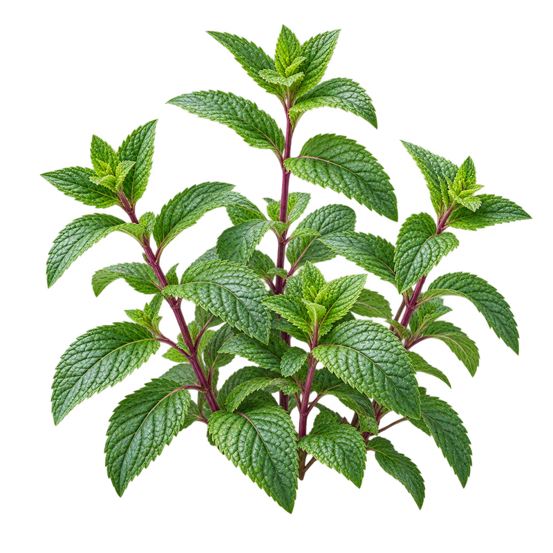 Seasonal garden plant