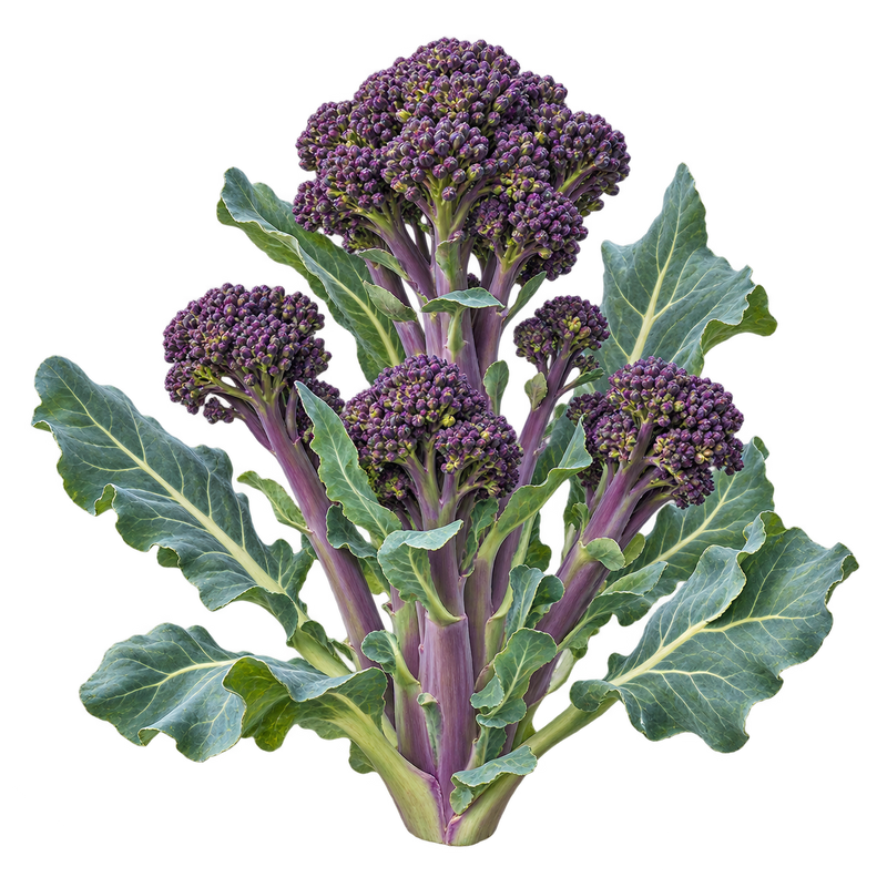 Seasonal garden plant