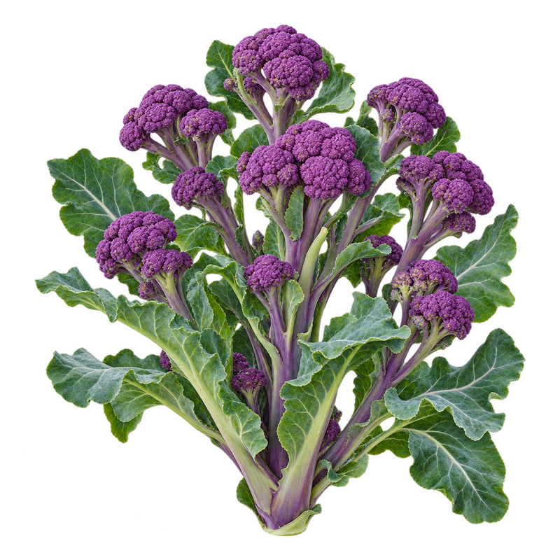 Seasonal garden plant