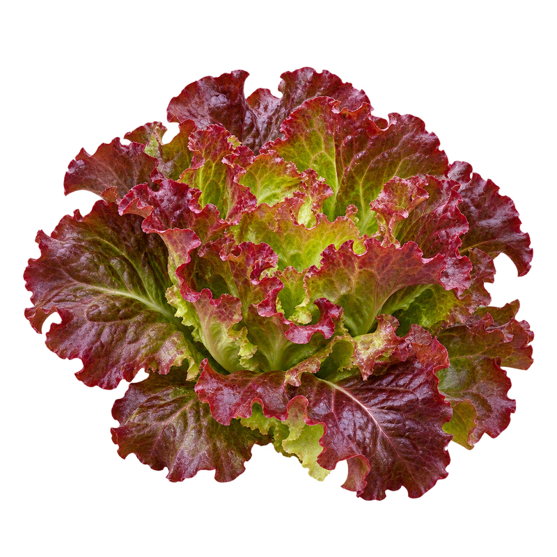 Seasonal garden plant