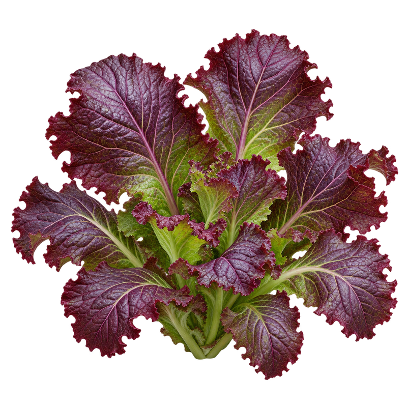 Seasonal garden plant