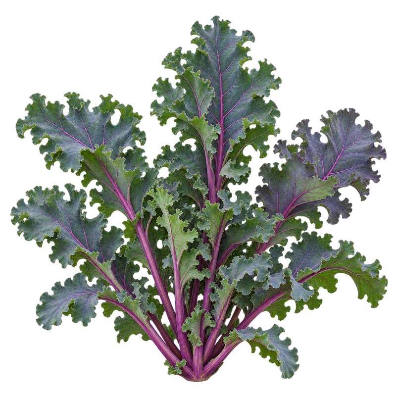 Seasonal garden plant