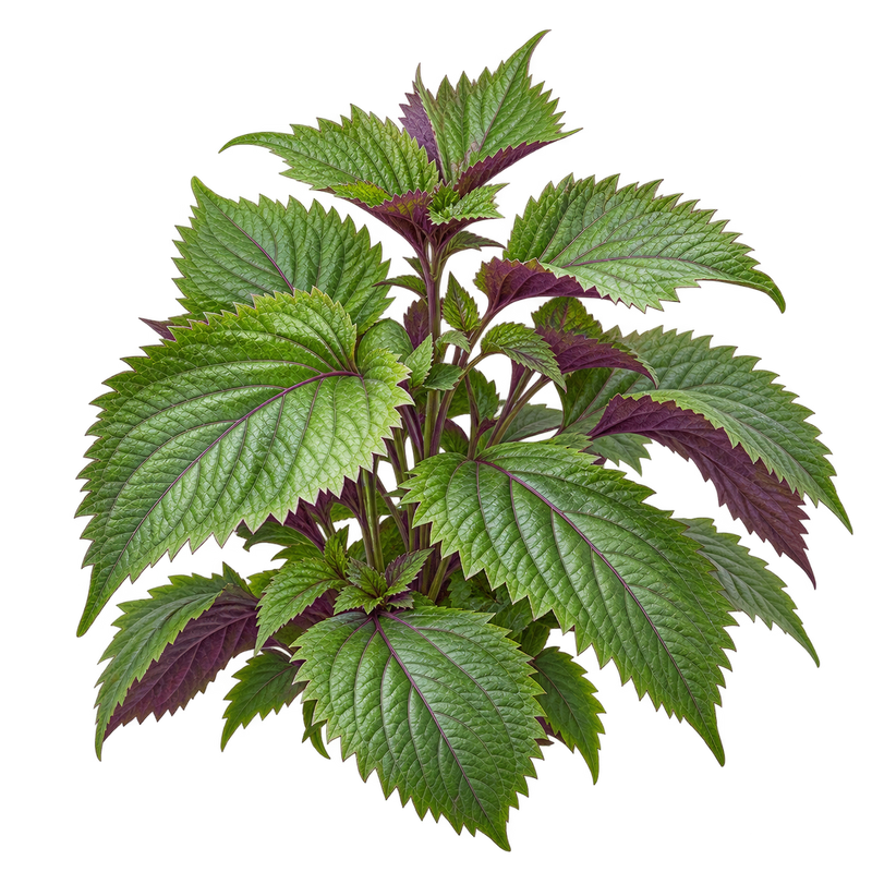 Seasonal garden plant