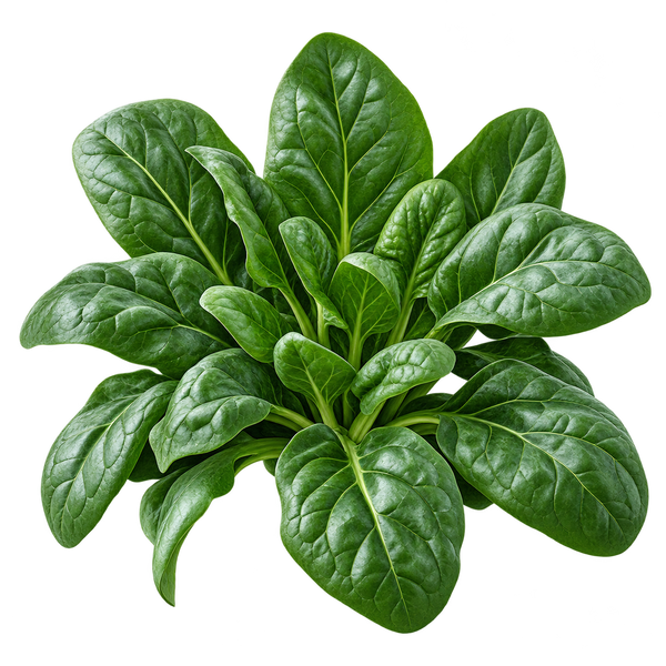 Seasonal plant preview for Region 2