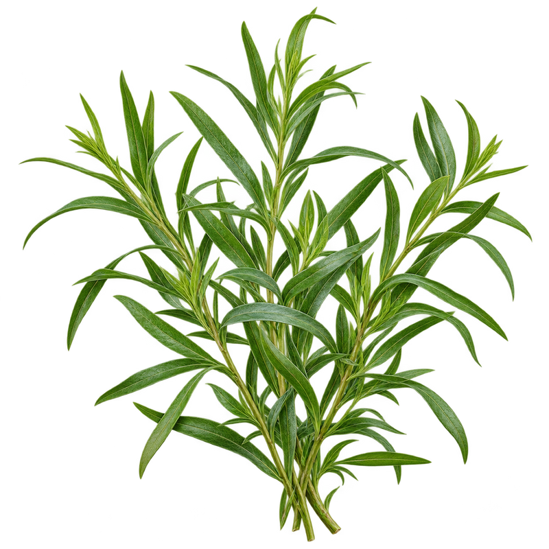 Seasonal garden plant