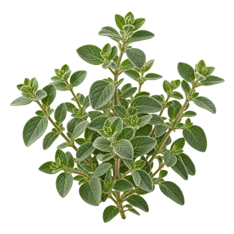 Seasonal garden plant