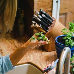 Herb Garden Seasonal Subscription (Region 3)