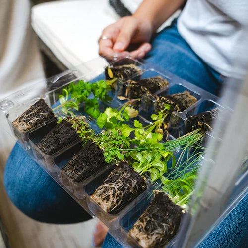 Seasonal Vegetable Garden Kit (Region 2)