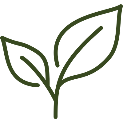 Outline of a seedling representing selected plant varieties.