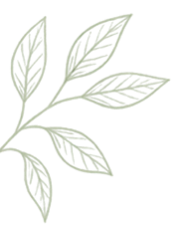 Light olive green botanical branch decorating the left side of the shipping schedule header