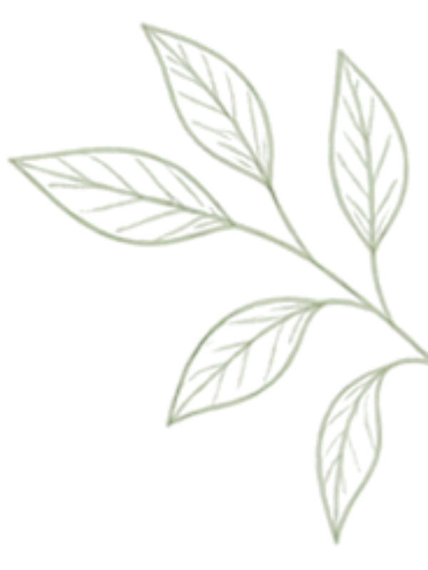 Light olive green botanical branch decorating the right side of the shipping schedule header