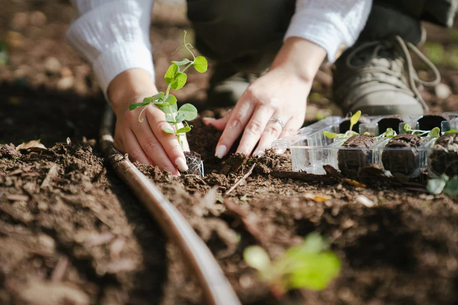 Small Plant Education Kit (Spring) With Science Curriculum - Elementary (Region 4)