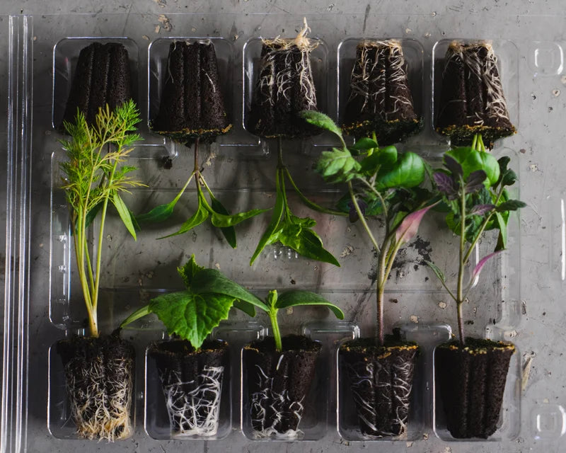 Small Veggie and Herb Surprise Box - One Time