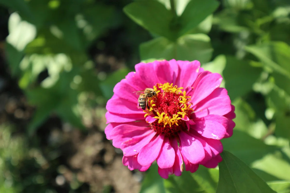 Medium Flower Box